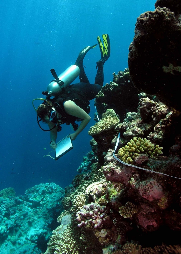 An EcoDiver searches for invertebrates on the Great Barrier Reef